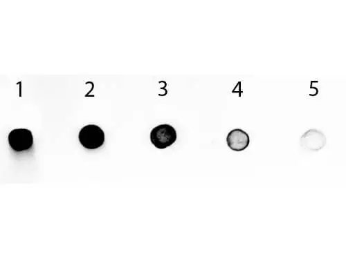 Dot blot analysis of serial diluted Human IgG Fc protein using GTX04810 Rabbit Anti-Human IgG (Fc) antibody (AP). Lane 1 : 100ng Lane 2 : 33.33ng Lane 3 : 11.11ng Lane 4 : 3.70ng Lane 5 : 1.23ng Dilution : 1:1000 Dot blot analysis of serial diluted Human IgG Fc protein using GTX04810 Rabbit Anti-Human IgG (Fc) antibody (AP). Lane 1 : 100ng Lane 2 : 33.33ng Lane 3 : 11.11ng Lane 4 : 3.70ng Lane 5 : 1.23ng Dilution : 1:1000