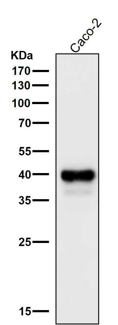 WB analysis of Caco-2 whole cell lysate using GTX04824 CDX2 antibody [AFA-3]. Dilution : 1:1000