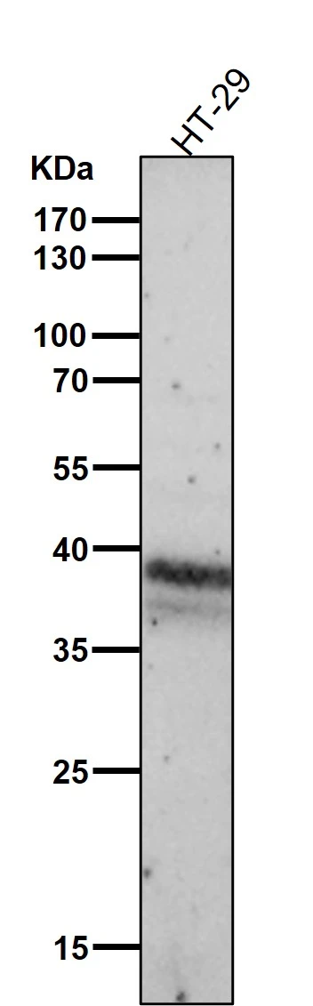 WB analysis of HT-29 whole cell lysate using GTX04824 CDX2 antibody [AFA-3]. Dilution : 1:3000