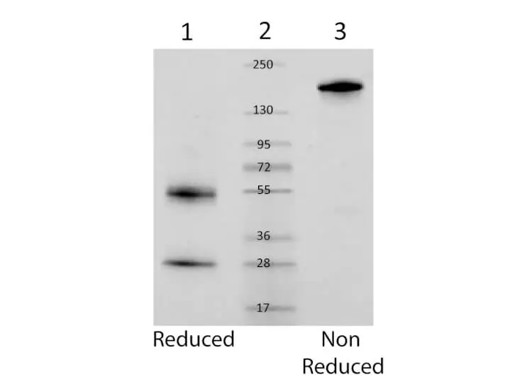 SDS-PAGE of 1μg GTX04892-pro Mouse IgG protein.