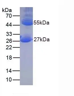 SDS-PAGE of GTX04893-pro Mouse IgG protein.
