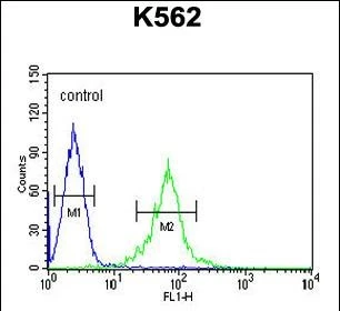 FACS analysis of K562 cells using GTX04904 GAS2L1 antibody. Green : Primary antibody Blue : Negative control cell FACS analysis of K562 cells using GTX04904 GAS2L1 antibody. Green : Primary antibody Blue : Negative control cell