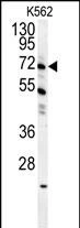 WB analysis of K562 whole cell lysate using GTX04904 GAS2L1 antibody. Loading : 35microg