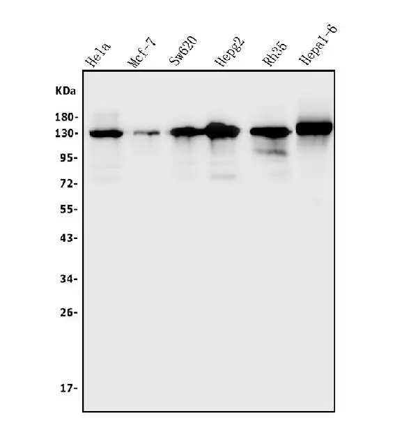 WB analysis of various samples using GTX04914 TIF1 alpha antibody. Loading : 50microg Dilution : 0.25 microg/ml