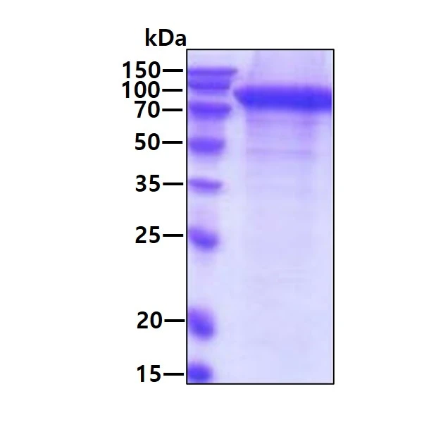 SDS-PAGE of GTX04922-pro Human Her2 / ErbB2 (ECD) protein, His tag. Loading : 3 microg