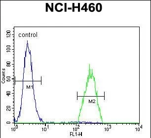 FACS analysis of H460 cells using GTX04927 B3GALT5 antibody. Green : Primary antibody Blue : Ngative Control FACS analysis of H460 cells using GTX04927 B3GALT5 antibody. Green : Primary antibody Blue : Ngative Control