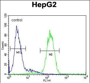 FACS analysis of HepG2 cells using GTX04936 AGXT antibody. Green line : Primary antibody Blue line : Neative control FACS analysis of HepG2 cells using GTX04936 AGXT antibody. Green line : Primary antibody Blue line : Neative control