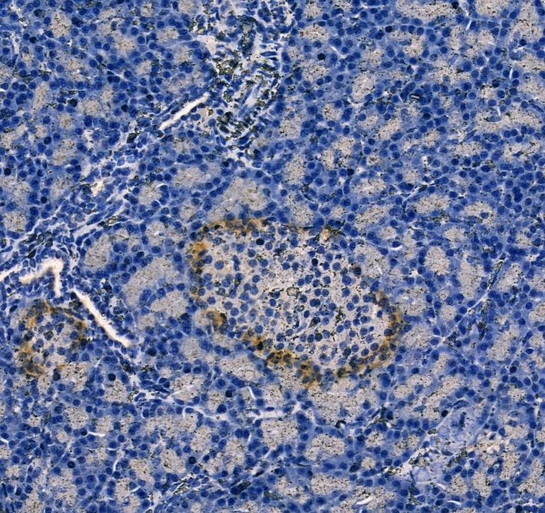 IHC-P analysis of rat pancreas tissue using GTX04945 Glucagon antibody. Antigen retrieval : Heat mediation with citrate buffer. Dilution : 1: 100