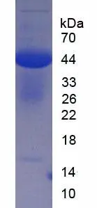SDS-PAGE of GTX04953-pro Chicken Ovalbumin protein. SDS-PAGE of GTX04953-pro Chicken Ovalbumin protein.