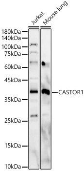 WB analysis of various samples using GTX04958 GATSL3 antibody. Loading : 25microg Dilution :1:1000