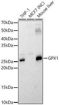 WB analysis of various samples using GTX04981 GPX1 antibody. NC: negative control Loading : 25microg Dilution : 1:1000