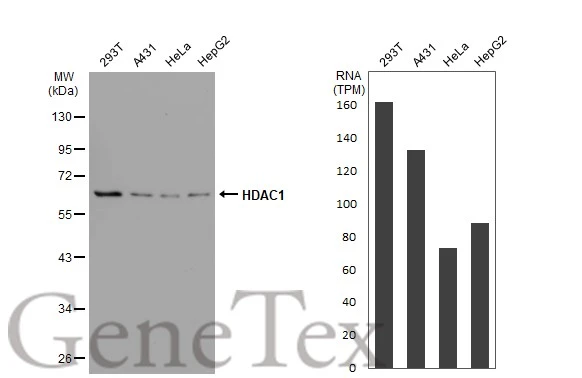 Various whole cell extracts (30 microg) were separated by 10% SDS-PAGE, and the membrane was blotted with HDAC1 antibody [GT1163] (GTX08970) diluted at 1:500. The HRP-conjugated anti-rabbit IgG antibody (GTX213110-01) was used to detect the primary antibody. Corresponding RNA expression data for the same cell lines are based on Human Protein Atlas program.