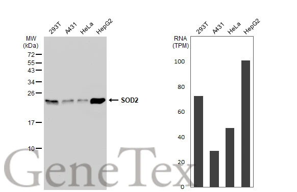 Various whole cell extracts (30 microg) were separated by 15% SDS-PAGE, and the membrane was blotted with SOD2 antibody [GT1165] (GTX09013) diluted at 1:1000. The HRP-conjugated anti-rabbit IgG antibody (GTX213110-01) was used to detect the primary antibody. Corresponding RNA expression data for the same cell lines are based on Human Protein Atlas program.