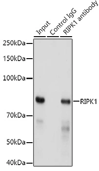 IP analysis of HeLa cell lysate using GTX09128 RIP antibody [GT1168]. Antibody amount : 3microg / 300microg lysate Dilution : 1:500