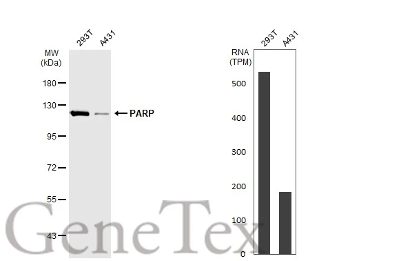 Various whole cell extracts (30 microg) were separated by 7.5% SDS-PAGE, and the membrane was blotted with PARP antibody [GT1176] (GTX09509) diluted at 1:500. The HRP-conjugated anti-rabbit IgG antibody (GTX213110-01) was used to detect the primary antibody. Corresponding RNA expression data for the same cell lines are based on Human Protein Atlas program.