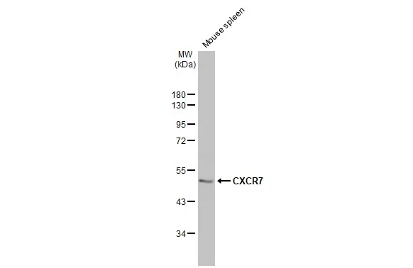 Mouse tissue extract (50 μg) was separated by 10% SDS-PAGE, and the membrane was blotted with CXCR7 antibody [C1C2], Internal (GTX100027) diluted at 1:50000. The HRP-conjugated anti-rabbit IgG antibody (GTX213110-01) was used to detect the primary antibody.