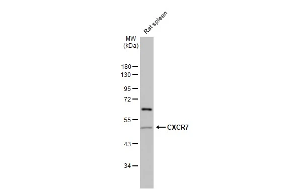 Rat tissue extract (50 μg) was separated by 10% SDS-PAGE, and the membrane was blotted with CXCR7 antibody [C1C2], Internal (GTX100027) diluted at 1:50000. The HRP-conjugated anti-rabbit IgG antibody (GTX213110-01) was used to detect the primary antibody.