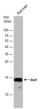 Rat tissue extract (50 μg) was separated by 15% SDS-PAGE, and the membrane was blotted with Iba1 antibody (GTX100042) diluted at 1:1000.