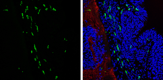 Iba1 antibody detects Iba1 protein expression at microglias by immunohistochemical analysis. Sample: Frozen sectioned E13.5 Rat brain. Green: Iba1 protein stained by Iba1 antibody (GTX100042) diluted at 1:250. Red: beta Tubulin 3/ TUJ1, a mature neuron marker, stained by beta Tubulin 3/ TUJ1 antibody [GT11710] (GTX631836) diluted at 1:500. Blue: Fluoroshield with DAPI (GTX30920).