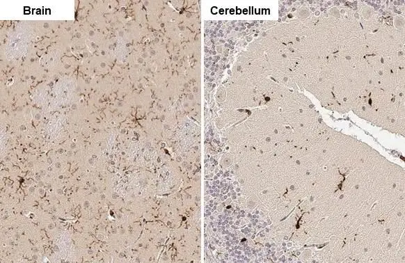 Iba1 antibody detects Iba1 protein by immunohistochemical analysis. Sample: Paraffin-embedded rat tissues. Iba1 stained by Iba1 antibody (GTX100042) diluted at 1:100. Antigen Retrieval: Citrate buffer, pH 6.0, 15 min