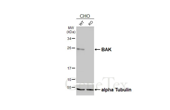 Wild-type (WT) and BAK knockout (KO) CHO cell extracts (30 μg) were separated by 12% SDS-PAGE, and the membrane was blotted with BAK antibody [N1N2], N-term (GTX100063) diluted at 1:1000. The HRP-conjugated anti-rabbit IgG antibody (GTX213110-01) was used to detect the primary antibody.
