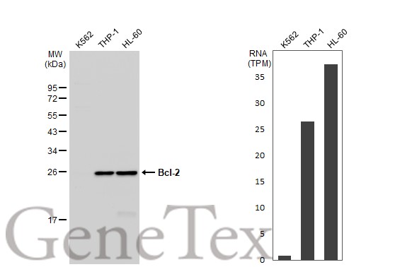 Various whole cell extracts (30 ug) were separated by 12% SDS-PAGE,and the membrane was blotted with Bcl-2 antibody [N1N2],N-term (GTX100064) diluted at 1:1000.