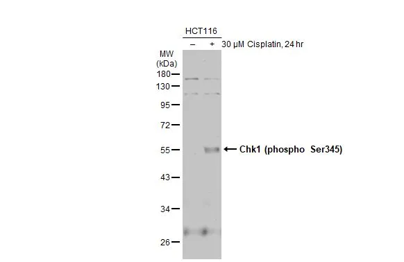 Untreated (–) and treated (+) HCT116 whole cell extracts (30 μg) were separated by 10% SDS-PAGE, and the membrane was blotted with Chk1 (phospho Ser345) antibody [C1C2], Internal (GTX100065) diluted at 1:500. The HRP-conjugated anti-rabbit IgG antibody (GTX213110-01) was used to detect the primary antibody, and the signal was developed with Trident ECL plus-Enhanced.