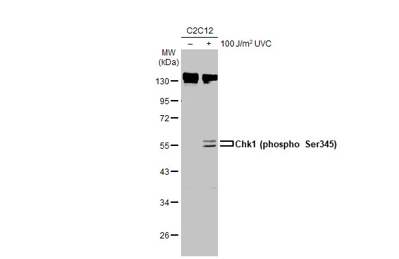 Untreated (–) and treated (+) C2C12 whole cell extract (30 μg) were separated by 10% SDS-PAGE, and the membrane was blotted with Chk1 (phospho Ser345) antibody [C1C2], Internal (GTX100065) diluted at 1:1000. The HRP-conjugated anti-rabbit IgG antibody (GTX213110-01) was used to detect the primary antibody, and the signal was developed with Trident ECL plus-Enhanced.
