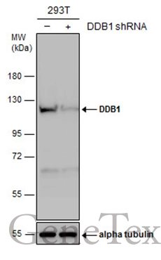 Non-transfected (–) and transfected (+) 293T whole cell extracts (30 μg) were separated by 7.5% SDS-PAGE, and the membrane was blotted with DDB1 antibody [N1N3] (GTX100129) diluted at 1:5000.