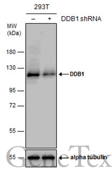 Non-transfected (–) and transfected (+) 293T whole cell extracts (30 μg) were separated by 7.5% SDS-PAGE, and the membrane was blotted with DDB1 antibody (GTX100130) diluted at 1:10000. The HRP-conjugated anti-rabbit IgG antibody (GTX213110-01) was used to detect the primary antibody. Non-transfected (–) and transfected (+) 293T whole cell extracts (30 μg) were separated by 7.5% SDS-PAGE, and the membrane was blotted with DDB1 antibody (GTX100130) diluted at 1:10000. The HRP-conjugated anti-rabbit IgG antibody (GTX213110-01) was used to detect the primary antibody.