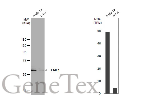 Various whole cell extracts (30 μg) were separated by 7.5% SDS-PAGE, and the membrane was blotted with EME1 antibody [N3C2], Internal (GTX100132) diluted at 1:1000. The HRP-conjugated anti-rabbit IgG antibody (GTX213110-01) was used to detect the primary antibody.Corresponding RNA expression data for the same cell lines are based on Human Protein Atlas program.