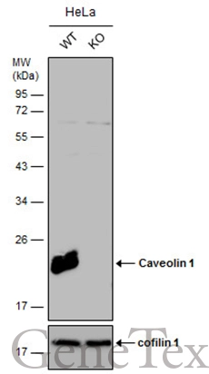 Wild-type (WT) and Caveolin 1 knockout (KO) HeLa cell extracts (30 μg) were separated by 12% SDS-PAGE, and the membrane was blotted with Caveolin 1 antibody [N1N3] (GTX100205) diluted at 1:500. The HRP-conjugated anti-rabbit IgG antibody (GTX213110-01) was used to detect the primary antibody.