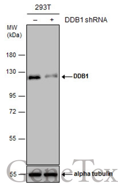 Non-transfected (–) and transfected (+) 293T whole cell extracts (30 μg) were separated by 7.5% SDS-PAGE, and the membrane was blotted with DDB1 antibody [C3], C-term (GTX100232) diluted at 1:10000. The HRP-conjugated anti-rabbit IgG antibody (GTX213110-01) was used to detect the primary antibody.