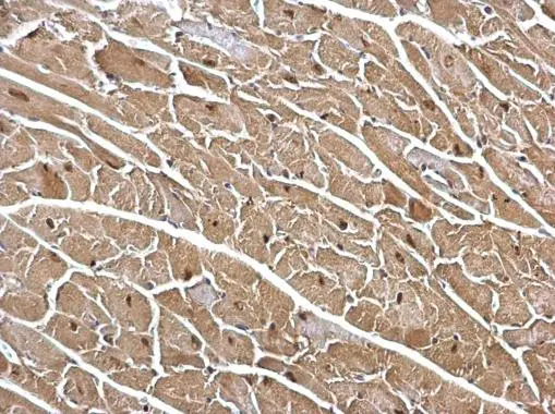 DDB1 antibody [C3], C-term detects DDB1 protein at cytosol and nucleus on mouse heart by immunohistochemical analysis. Sample: Paraffin-embedded mouse heart. DDB1 antibody [C3], C-term (GTX100232) dilution: 1:500. 
 Antigen Retrieval: Trilogy? (EDTA based, pH 8.0) buffer, 15min