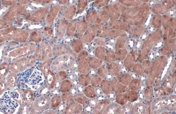 NQO1 antibody [C2C3], C-term detects NQO1 protein at cytoplasm by immunohistochemical analysis. Sample: Paraffin-embedded mouse kidney. NQO1 stained by NQO1 antibody [C2C3], C-term (GTX100235) diluted at 1:500. Antigen Retrieval: Citrate buffer, pH 6.0, 15 min
