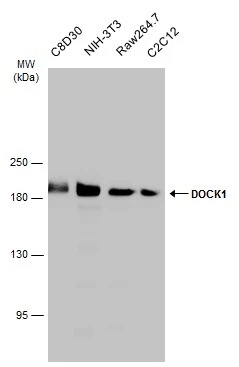 Various whole cell extracts (30 μg) were separated by 5% SDS-PAGE, and the membrane was blotted with DOCK1 antibody (GTX100243) diluted at 1:1000. The HRP-conjugated anti-rabbit IgG antibody (GTX213110-01) was used to detect the primary antibody.