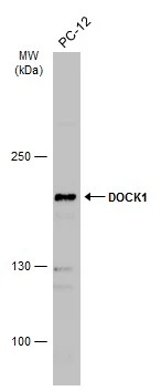 Whole cell extract (30 μg) was separated by 5% SDS-PAGE, and the membrane was blotted with DOCK1 antibody (GTX100243) diluted at 1:1000. The HRP-conjugated anti-rabbit IgG antibody (GTX213110-01) was used to detect the primary antibody.
