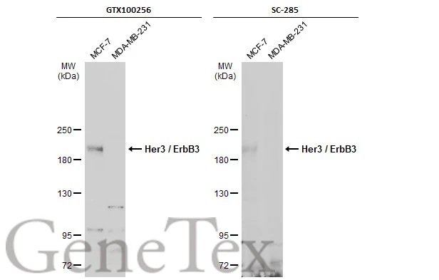 Various whole cell extracts (30 μg) were separated by 5% SDS-PAGE, and the membranes were blotted with Her3 / ErbB3 antibody [C3], C-term (GTX100256) diluted at 1:500 and competitor's antibody (SC-285) diluted at 1:500. The HRP-conjugated anti-rabbit IgG antibody (GTX213110-01) was used to detect the primary antibody. *The competitor is not affiliated with GeneTex and does not endorse this product.
