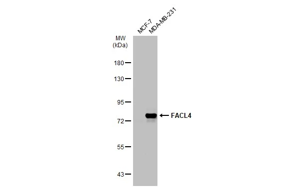 FACL4 antibody [C3], C-term