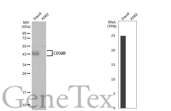 Various whole cell extracts (30 μg) were separated by 12% SDS-PAGE, and the membrane was blotted with CD32B antibody [C2C3], C-term (GTX100262) diluted at 1:1000. The HRP-conjugated anti-rabbit IgG antibody (GTX213110-01) was used to detect the primary antibody. Corresponding RNA expression data for the same cell lines are based on Human Protein Atlas program.