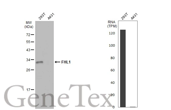 Various whole cell extracts (30 μg) were separated by 12% SDS-PAGE, and the membrane was blotted with FHL1 antibody (GTX100266) diluted at 1:500. The HRP-conjugated anti-rabbit IgG antibody (GTX213110-01) was used to detect the primary antibody, and the signal was developed with Trident ECL plus-Enhanced. Corresponding RNA expression data for the same cell lines are based on Human Protein Atlas program.