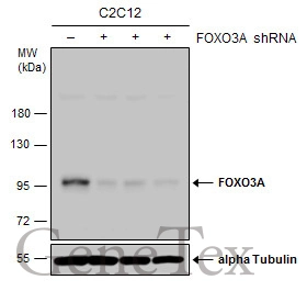 Non-transfected (–) and transfected (+) C2C12 whole cell extracts (30 μg) were separated by 7.5% SDS-PAGE, and the membrane was blotted with FOXO3A antibody [C3], C-term (GTX100277) diluted at 1:500. The HRP-conjugated anti-rabbit IgG antibody (GTX213110-01) was used to detect the primary antibody.