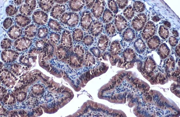 FOXO3A antibody [C3], C-term detects FOXO3A protein at cytoplasm and nucleus by immunohistochemical analysis. Sample: Paraffin-embedded mouse duodenum. FOXO3A stained by FOXO3A antibody [C3], C-term (GTX100277) diluted at 1:2000. Antigen Retrieval: Citrate buffer, pH 6.0, 15 min