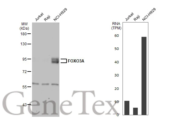 Various whole cell extracts (30 μg) were separated by 7.5% SDS-PAGE, and the membrane was blotted with FOXO3A antibody [C3], C-term (GTX100277) diluted at 1:1000. The HRP-conjugated anti-rabbit IgG antibody (GTX213110-01) was used to detect the primary antibody. Corresponding RNA expression data for the same cell lines are based on Human Protein Atlas program.