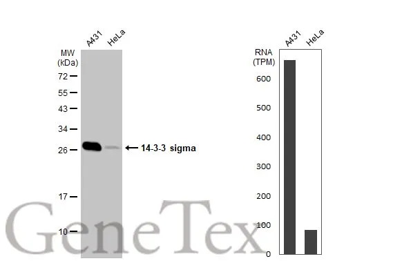 Various whole cell extracts (30 μg) were separated by 12% SDS-PAGE, and the membrane was blotted with 14-3-3 sigma antibody (GTX100289) diluted at 1:3000. The HRP-conjugated anti-rabbit IgG antibody (GTX213110-01) was used to detect the primary antibody. Corresponding RNA expression data for the same cell lines are based on Human Protein Atlas program.