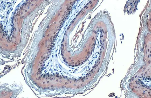 GPX2 antibody [C1C3] detects GPX2 protein at cytoplasm by immunohistochemical analysis. Sample: Paraffin-embedded mouse esophagus. GPX2 stained by GPX2 antibody [C1C3] (GTX100292) diluted at 1:500. Antigen Retrieval: Citrate buffer, pH 6.0, 15 min