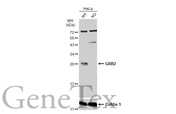 Wild-type (WT) and GRB2 knockout (KO) HeLa cell extracts (30 μg) were separated by 12% SDS-PAGE, and the membrane was blotted with GRB2 antibody (GTX100294) diluted at 1:500. The HRP-conjugated anti-rabbit IgG antibody (GTX213110-01) was used to detect the primary antibody.