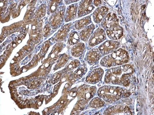 ERp57 antibody [C3], C-term detects ERp57 protein at cytosol on mouse intestine by immunohistochemical analysis. Sample: Paraffin-embedded mouse intestine. ERp57 antibody [C3], C-term (GTX100297) dilution: 1:500. 
 Antigen Retrieval: Trilogy? (EDTA based, pH 8.0) buffer, 15min