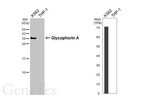 Various whole cell extracts (30 μg) were separated by 15% SDS-PAGE, and the membrane was blotted with Glycophorin A antibody [C1C3] (GTX100300) diluted at 1:1000. The HRP-conjugated anti-rabbit IgG antibody (GTX213110-01) was used to detect the primary antibody. Corresponding RNA expression data are based on Human Protein Atlas program.