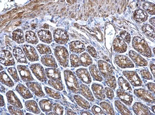 ERAB antibody detects ERAB protein at mitochondria on mouse intestine by immunohistochemical analysis. Sample: Paraffin-embedded mouse intestine. ERAB antibody (GTX100301) dilution: 1:500. 
 Antigen Retrieval: Trilogy? (EDTA based, pH 8.0) buffer, 15min